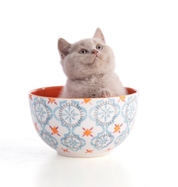 Two months old british kitten in a bowl on white background