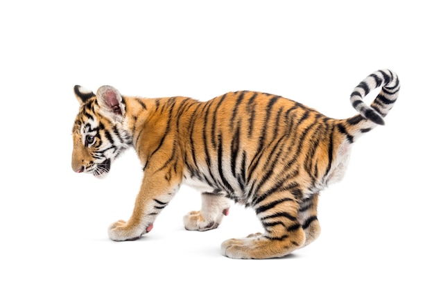 Two months old tiger cub against white background