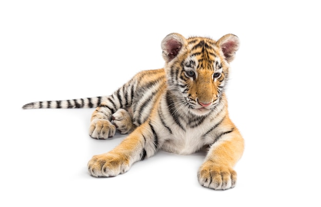 Two months old tiger cub lying against white