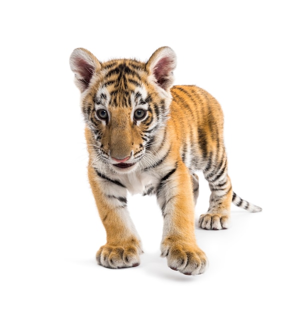 Two months old tiger cub standing against white surface