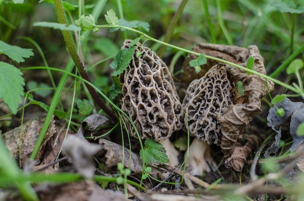 Photo two morel