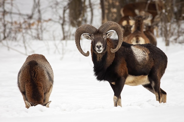 Photo two mouflon standing on snowy meadow in winter nature