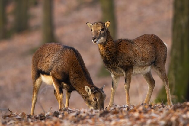 Two mouflons standing in forest in autumn nature.