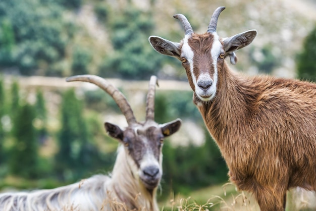 Foto due capre di montagna in natura