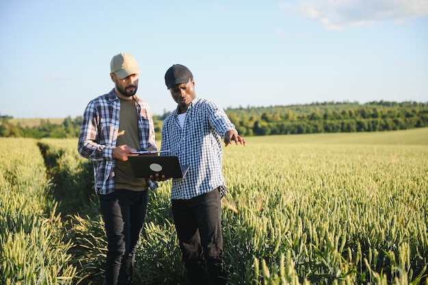 Two multiracial farmer standing in a wheat field with laptop They are examining crop at sunset