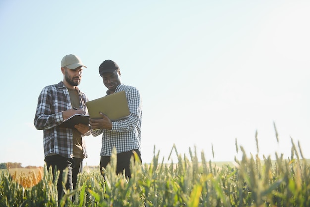 Two multiracial farmers standing in green wheat field examining crop during the day