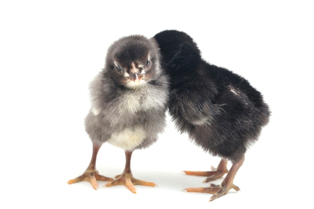 Two newborn black chicks on white background