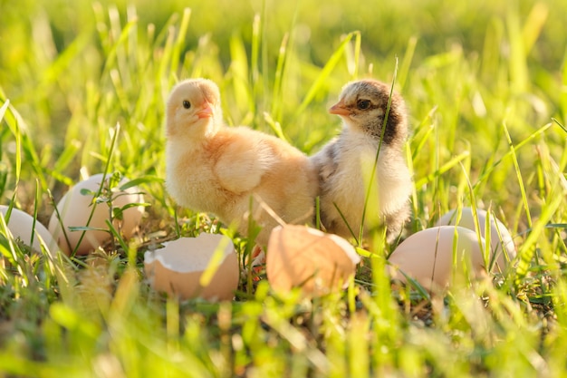 Two newborn chicken with cracked eggshell eggs