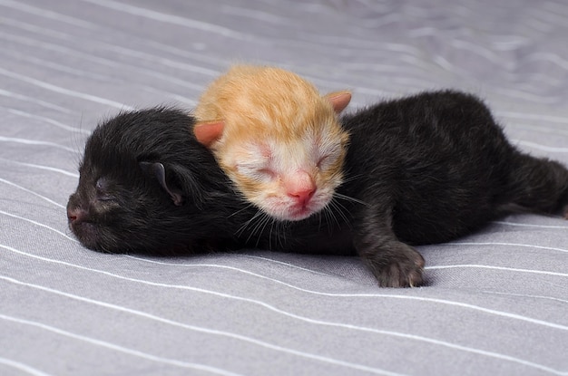 Два новорожденных рыжих котенка и черный лежат вместе