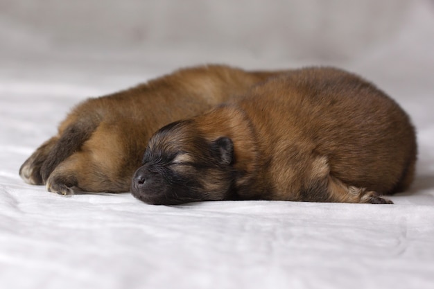 Two newborn Pomeranian puppies lie, in the foreground the muzzle of one and the paws of the other