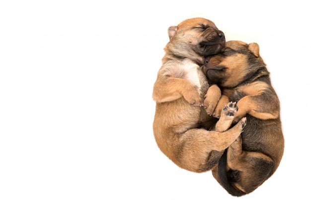 two newborn puppy on white background top view