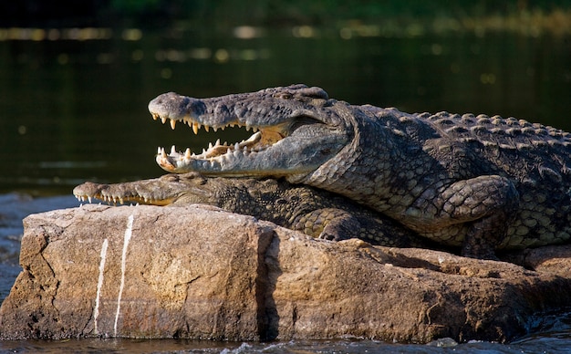 Two Nile crocodiles are lying on a stone