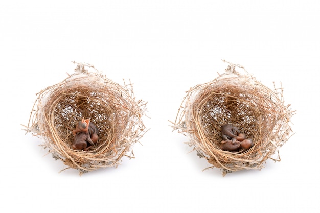 写真 茶色の乾いた草の巣の赤ちゃんの鳥の2つ。