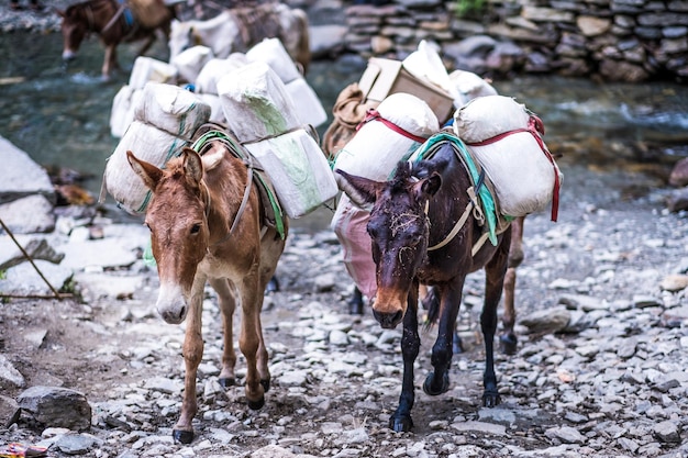 Два старых осла несут товары по каменной тропе в Непальских Гималаях