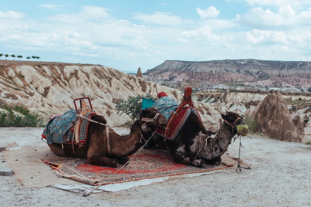 Photo two old tired camels in the valley of love