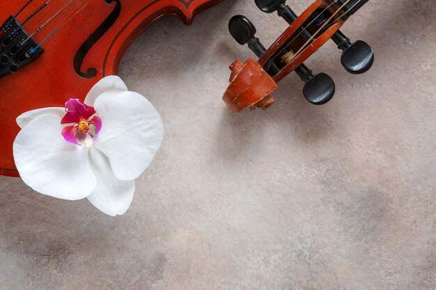 Due vecchi violini e fiore bianco dell'orchidea. vista dall'alto, close-up su sfondo chiaro di cemento