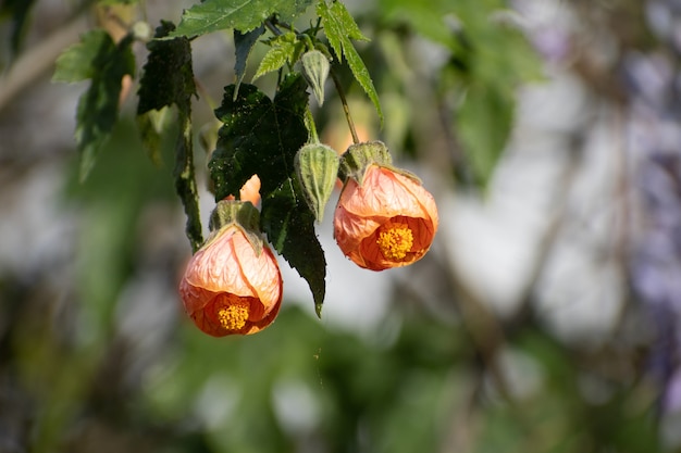 Два оранжевых цветка абутилона в саду