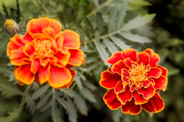 2つのオレンジ色のカーネーションの花