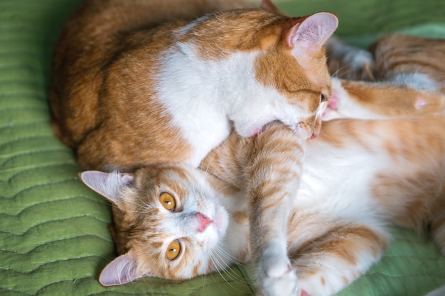 Two orange cats playing in bed.