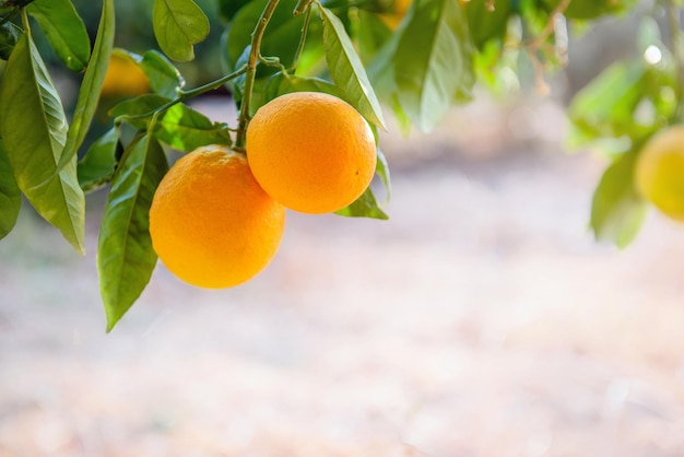 Two orange fruits close up hanging on a tree bransh with copy space