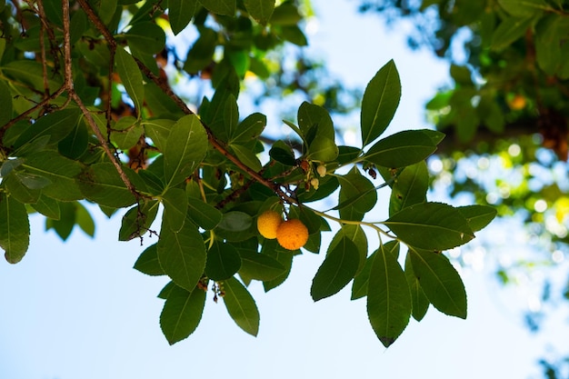 イチゴの木の 2 つのオレンジ色の果実、arbutus。