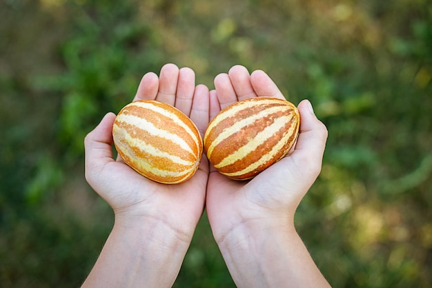 写真 子供の手で 2 つのオレンジ色のミニ メロン