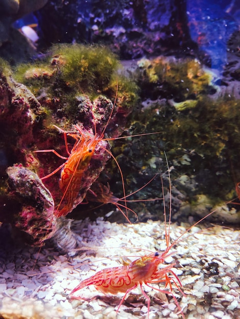 two orange shrimp swimming inside an aquarium