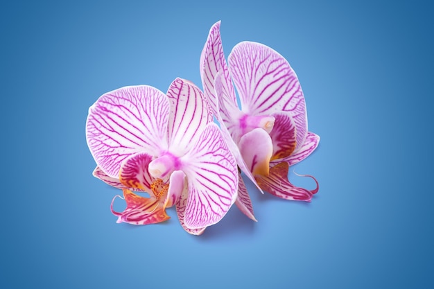 Two orchid flower with stripes lie on a white background. isolated.