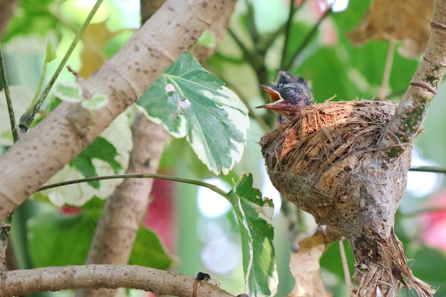 Two oriental Magpie-Robin babies in the nest and waiting for food from their parents.