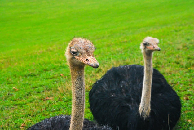 Two ostriches are walking on a green meadow
