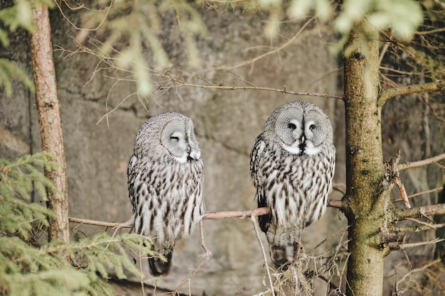 枝に座っている2匹のオオカミ