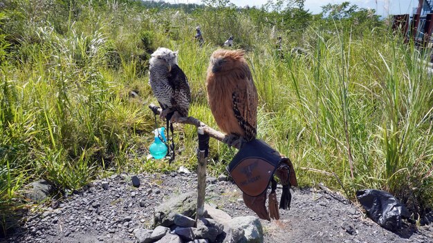 Two owls on a pipe with a sign that says'the owl '