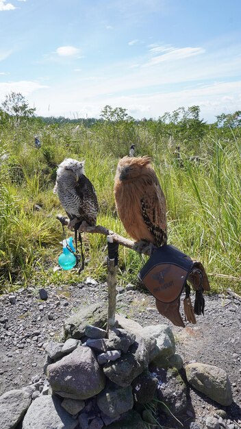 Two owls sit on a branch, one of which is a bird with a blue cap.