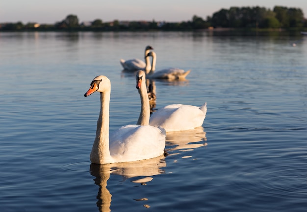 白鳥の2組は湖で泳ぐ