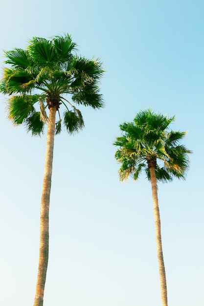 Two palm tree in blue sky, retro toned