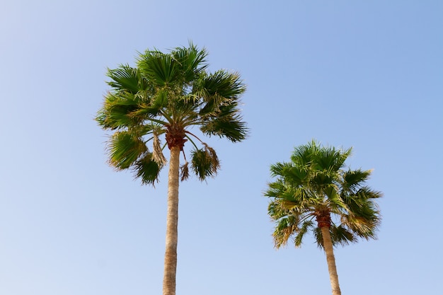 Two palm tree in clear blue sky