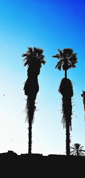 Two palm trees against clear blue sky