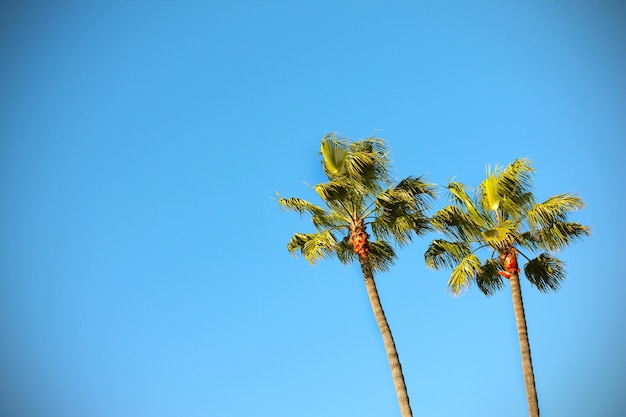 two palm trees over blue sky