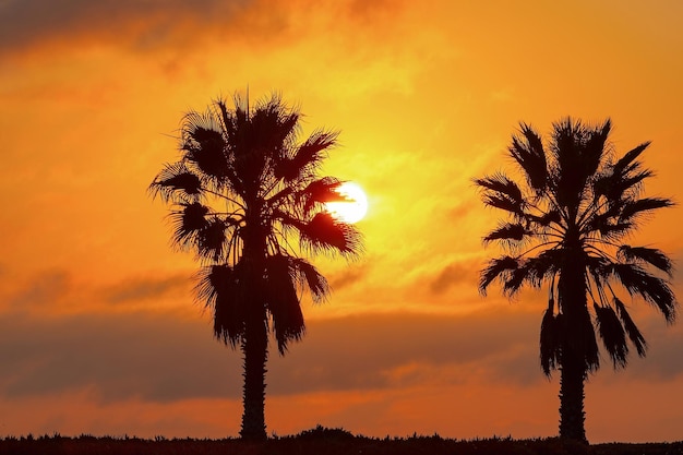 2 つのヤシの木の重い劇的な雲と明るい空 ラグーンに沈む美しいアフリカの夕日