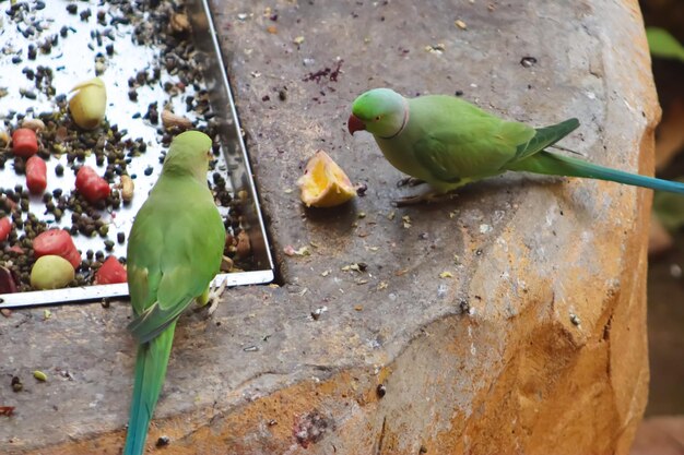 Photo two parrot eating fruits in the zoo