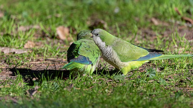 2匹のオウムが耳を鳴らしている