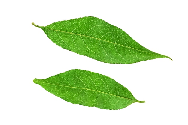 Two peach leaves isolated