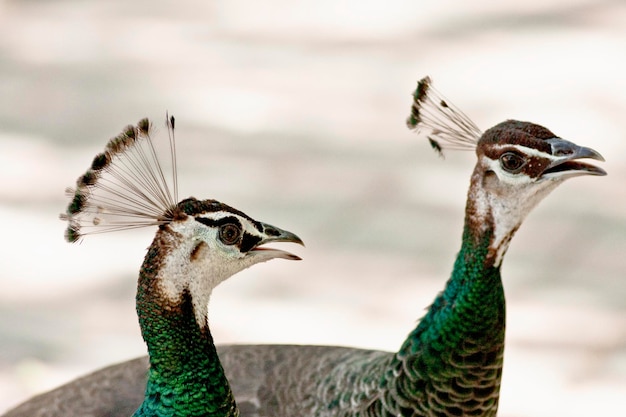 Two peacocks are side by side.