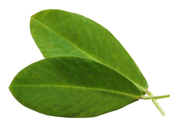 Два листа арахиса, изолированные на белом фоне листья арахиса