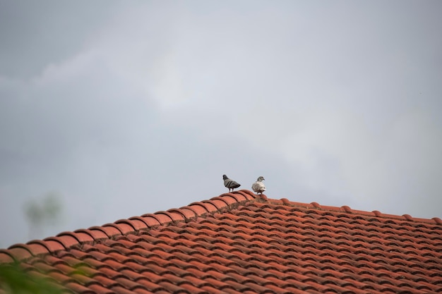 写真 家の屋根の上で休む 2 羽の鳩