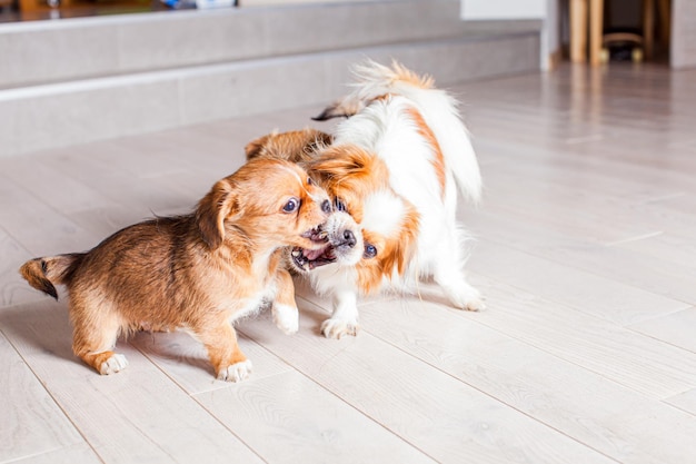 Two Pekingese puppies bite their mom The cute dogs are playing indoor