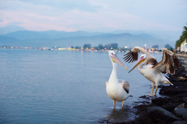 Due pellicani sul lungomare della città