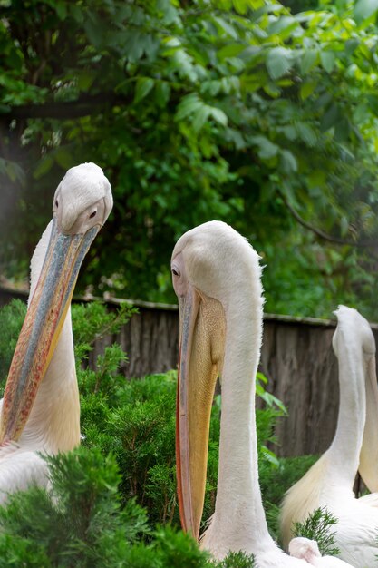 Two pelicans looking at each other