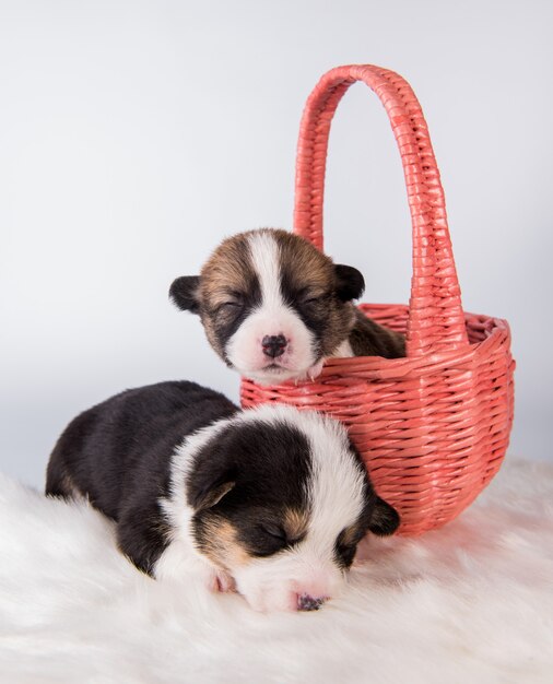 Two Pembroke Welsh Corgi puppies dogs on basket