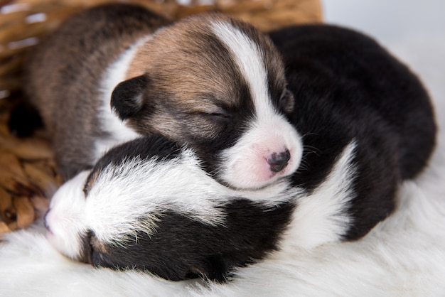 Due cani di cuccioli di pembroke welsh corgi su bianco